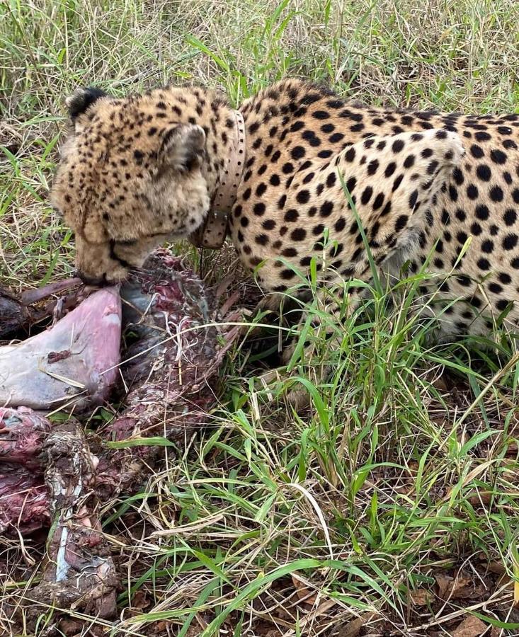Overnight Stop Before Kruger National Park Phalaborwa Bagian luar foto